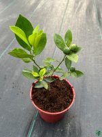 Chinese-Kumquat-Lemon-Plant-3x4-Product-Peppyflora-01-c