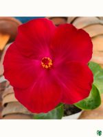 Classic-Red-Hibiscus-PFHR35-3x4-Product-Peppyflora-01-a