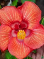 Coral-Vein-Hibiscus-PFHR15-3x4-Product-Peppyflora-01-a