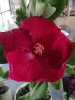 Deep-Ruby-Hibiscus-PFHA16-3x4-Product-Peppyflora-01-a