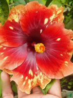 Ember-Splash-Hibiscus-PFHR9-3x4-Product-Peppyflora-01-a