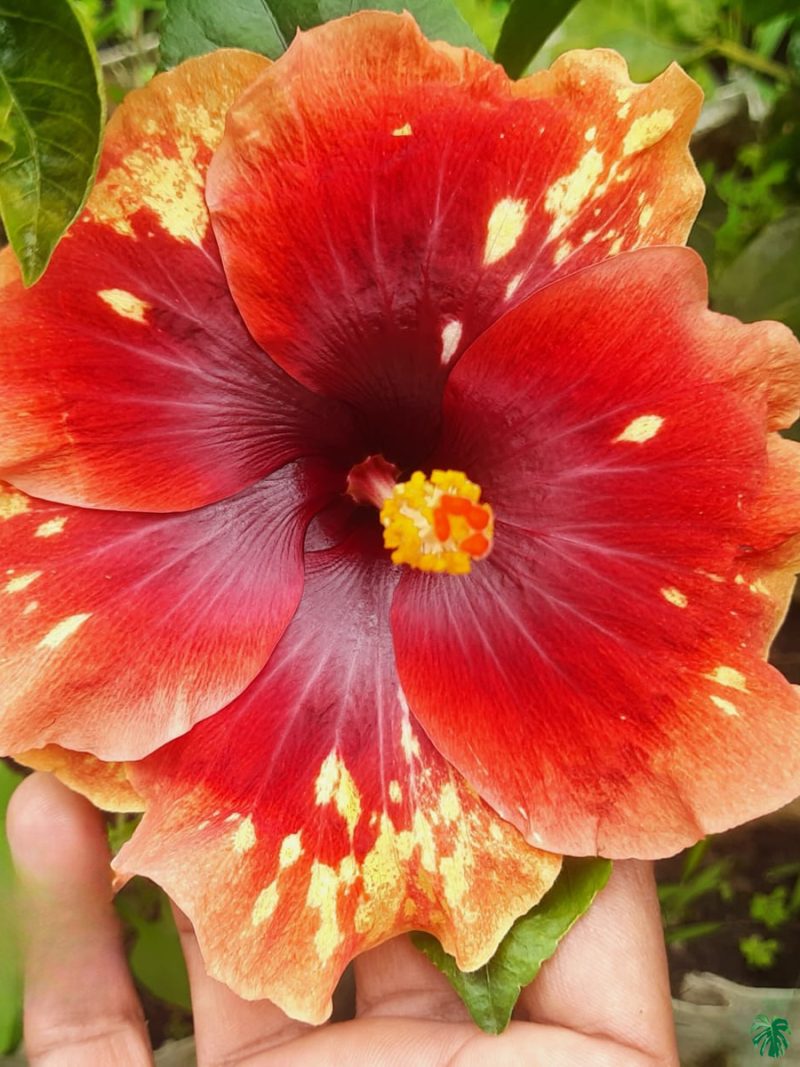 Ember-Splash-Hibiscus-PFHR9-3x4-Product-Peppyflora-01-a Ember-Splash-Hibiscus-PFHR9-3x4-Product-Peppyflora-01-a