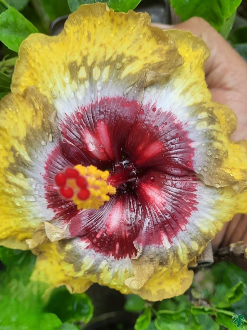 Golden-Bullseye-Hibiscus-PFHR6-3x4-Product-Peppyflora-01-a Golden-Bullseye-Hibiscus-PFHR6-3x4-Product-Peppyflora-01-a