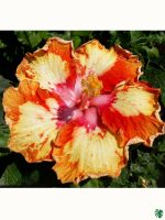 Golden-Flame-Hibiscus-PFHP10-3x4-Product-Peppyflora-01-a