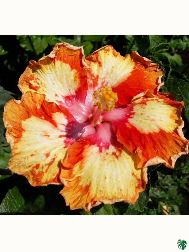 Golden-Flame-Hibiscus-PFHP10-3x4-Product-Peppyflora-01-a Golden-Flame-Hibiscus-PFHP10-3x4-Product-Peppyflora-01-a