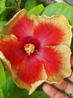 Golden-Rim-Hibiscus-PFHR12-3x4-Product-Peppyflora-01-a
