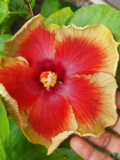 Golden-Rim-Hibiscus-PFHR12-3x4-Product-Peppyflora-01-a