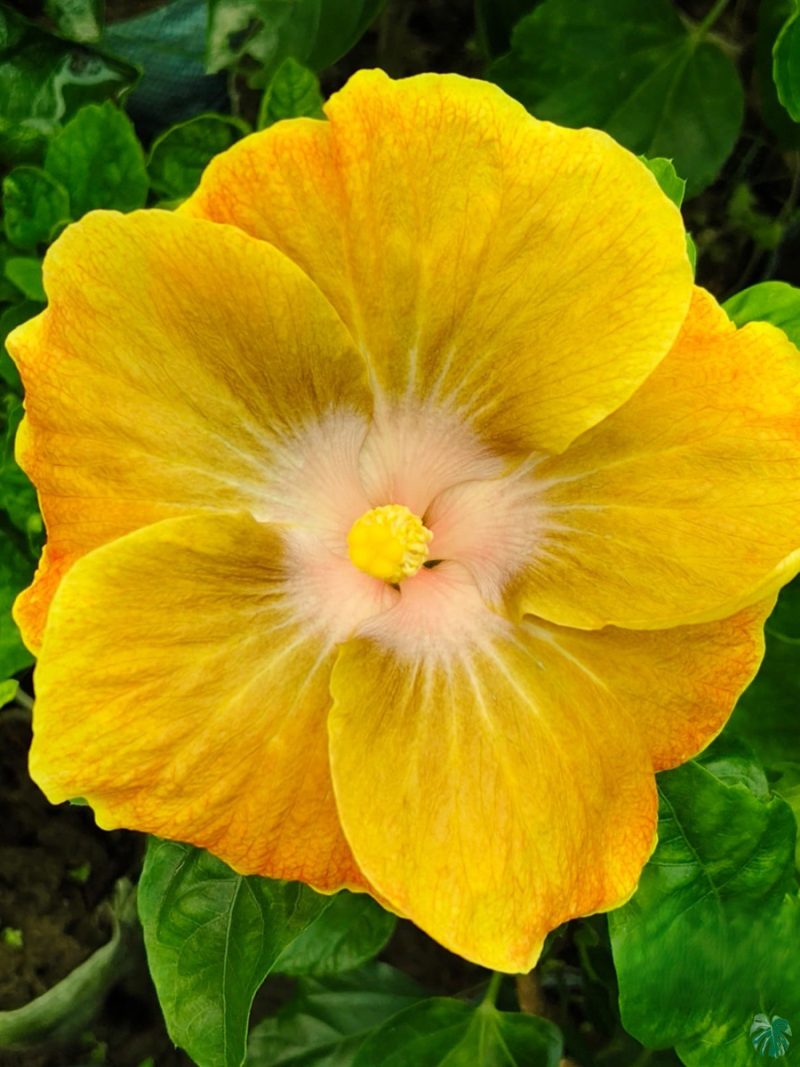 Golden-Sun-Hibiscus-PFHRB7-3x4-Product-Peppyflora-01-a Golden-Sun-Hibiscus-PFHRB7-3x4-Product-Peppyflora-01-a