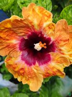 Golden-Wine-Hibiscus-PFHR37-3x4-Product-Peppyflora-01-a