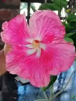 Hot-Pink-Star-Hibiscus-PFH32-3x4-Product-Peppyflora-01-a