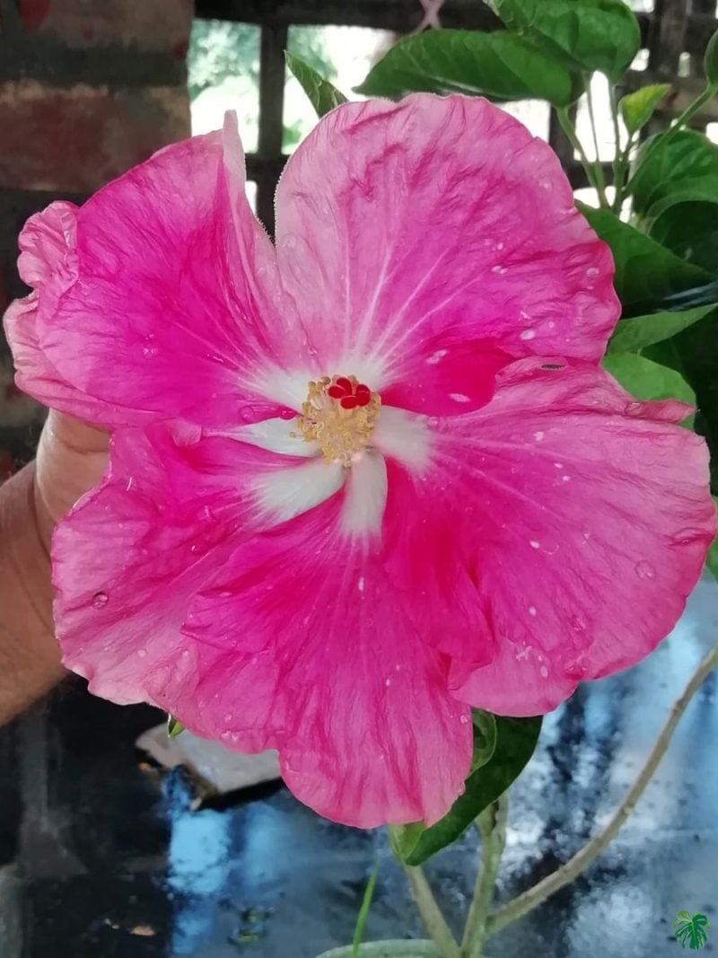 Hot-Pink-Star-Hibiscus-PFH32-3x4-Product-Peppyflora-01-a Hot-Pink-Star-Hibiscus-PFH32-3x4-Product-Peppyflora-01-a