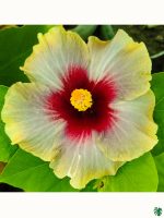 Ivory-Ember-Hibiscus-PFHR33-3x4-Product-Peppyflora-01-a