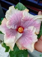 Ivory-Sunburst-Hibiscus-PFHA14-3x4-Product-Peppyflora-01-a