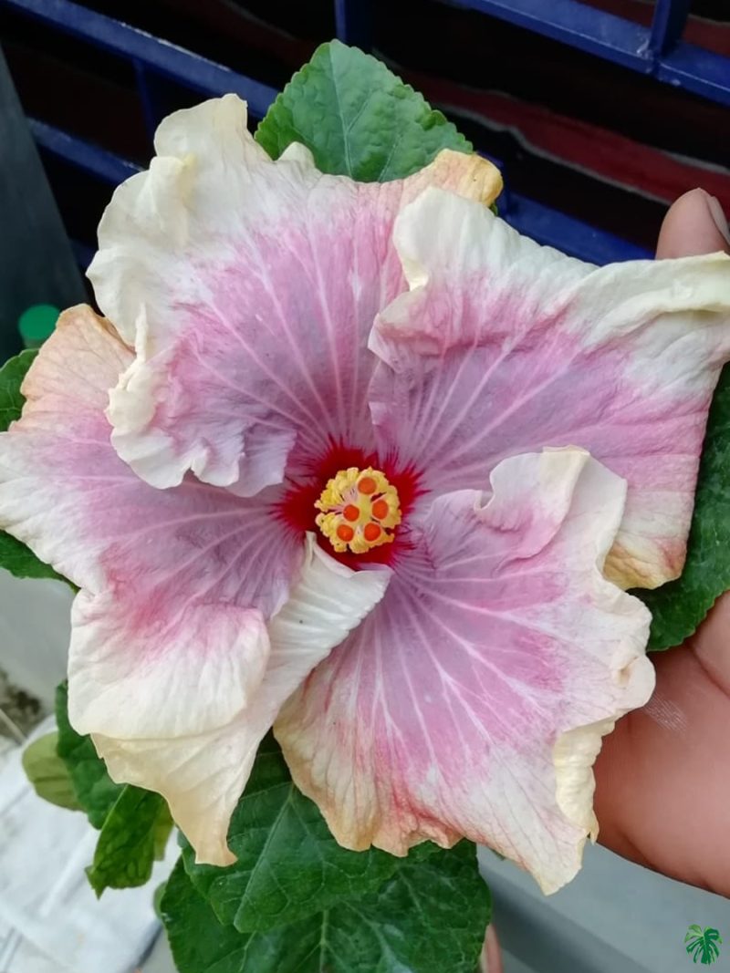 Ivory-Sunburst-Hibiscus-PFHA14-3x4-Product-Peppyflora-01-a Ivory-Sunburst-Hibiscus-PFHA14-3x4-Product-Peppyflora-01-a