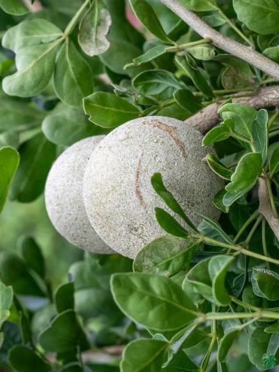 Koth-Bel-Plant-Wood-Apple-Tree-3x4-Product-Peppyflora-01-a