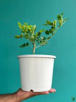 Koth-Bel-Plant-Wood-Apple-Tree-3x4-Product-Peppyflora-01-b