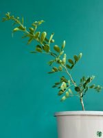 Koth-Bel-Plant-Wood-Apple-Tree-3x4-Product-Peppyflora-01-c