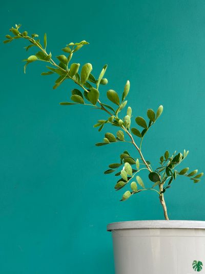 Koth-Bel-Plant-Wood-Apple-Tree-3x4-Product-Peppyflora-01-c