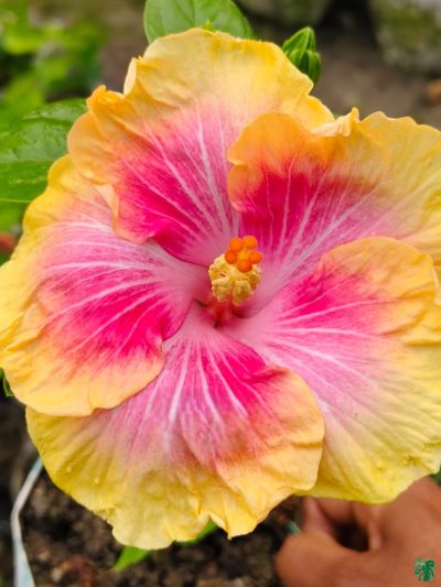 Lemon-Pink-Hibiscus-PFHR31-3x4-Product-Peppyflora-01-a