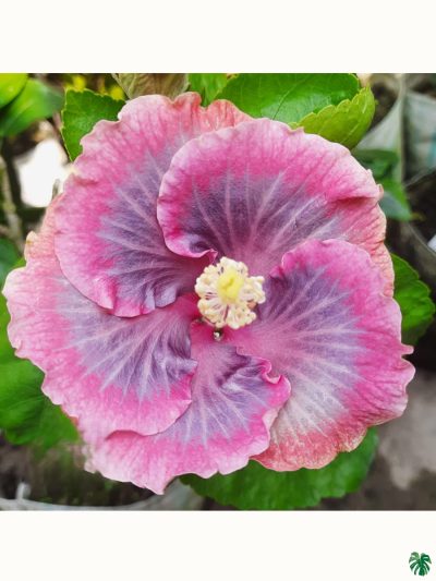 Lilac-Blush-Hibiscus-PFHR25-3x4-Product-Peppyflora-01-a