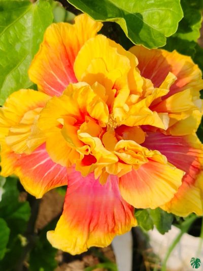 Marigold-Peony-Hibiscus-PFHR32-3x4-Product-Peppyflora-01-a