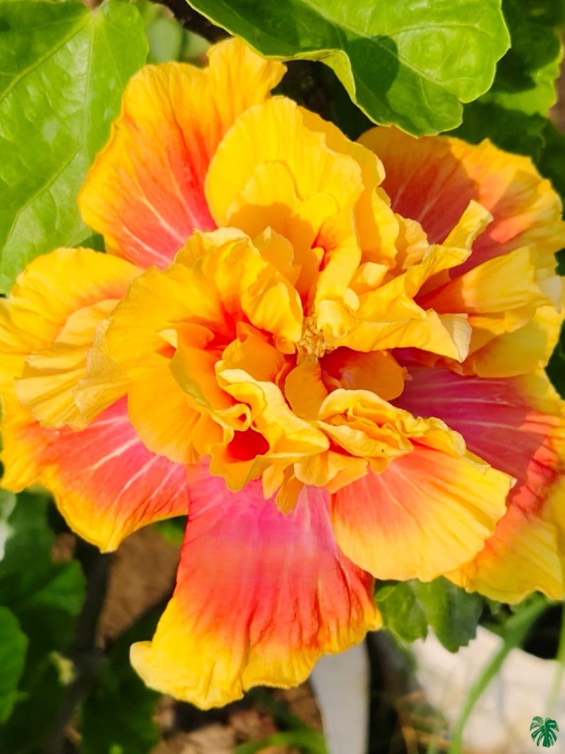 Marigold-Peony-Hibiscus-PFHR32-3x4-Product-Peppyflora-01-a Marigold-Peony-Hibiscus-PFHR32-3x4-Product-Peppyflora-01-a