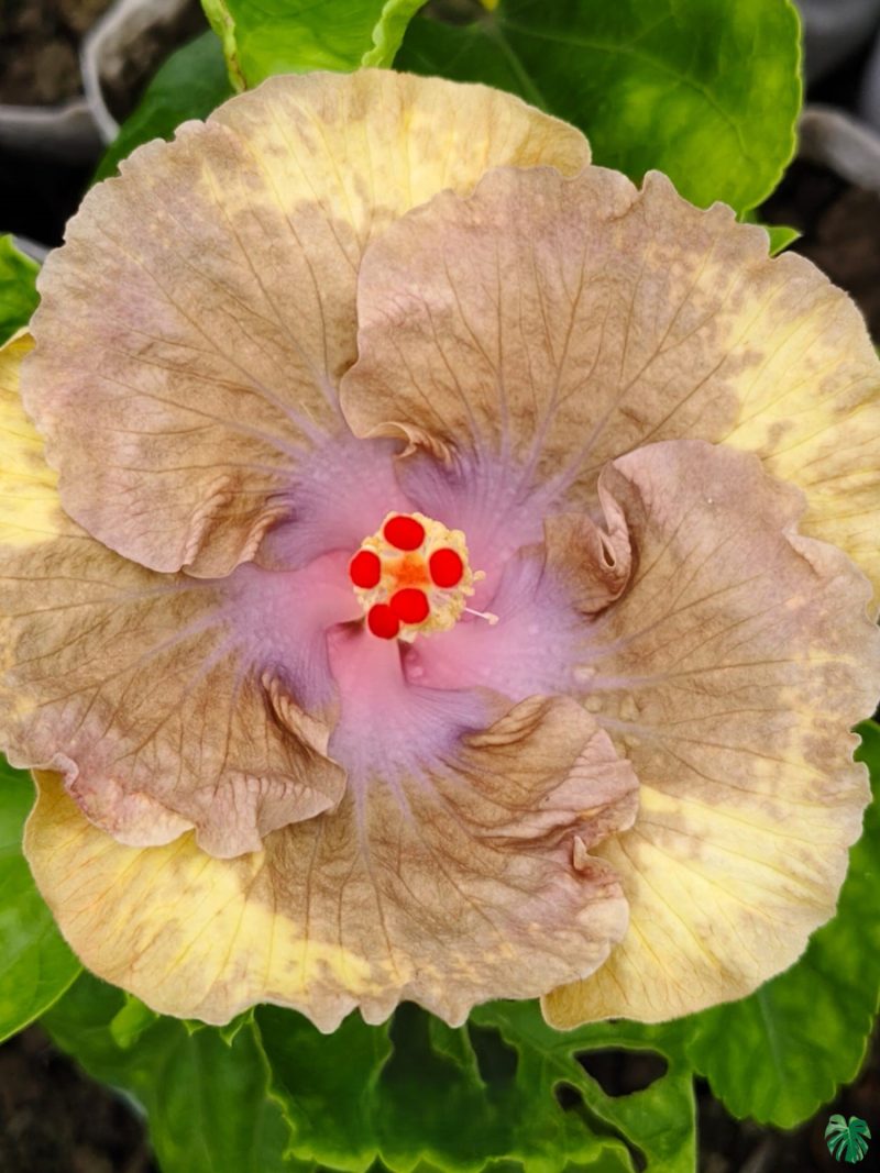 Mauve-Sand-Hibiscus-PFHRB8-3x4-Product-Peppyflora-01-a Mauve-Sand-Hibiscus-PFHRB8-3x4-Product-Peppyflora-01-a