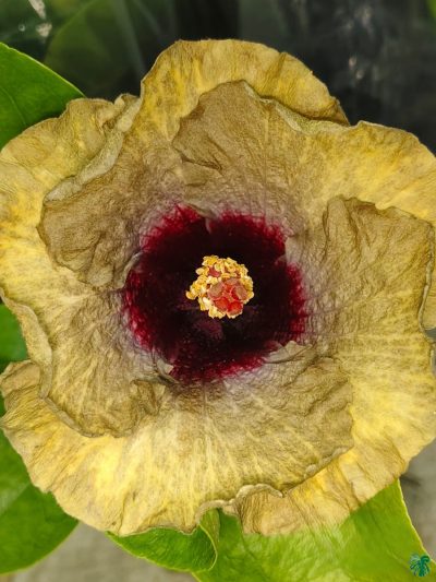 Olive-Midnight-Hibiscus-PFHR38-3x4-Product-Peppyflora-01-a
