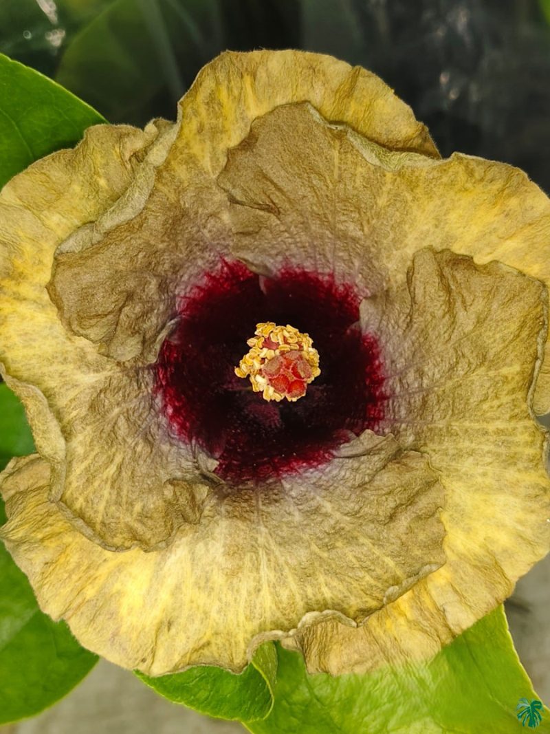Olive-Midnight-Hibiscus-PFHR38-3x4-Product-Peppyflora-01-a Olive-Midnight-Hibiscus-PFHR38-3x4-Product-Peppyflora-01-a