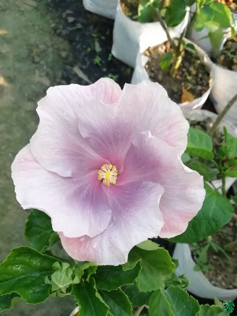 Pearl-Blush-Hibiscus-PFHA9-3x4-Product-Peppyflora-01-a Pearl-Blush-Hibiscus-PFHA9-3x4-Product-Peppyflora-01-a