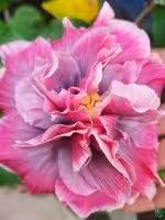 Pink-Peony-Hibiscus-PFHR7-3x4-Product-Peppyflora-01-a