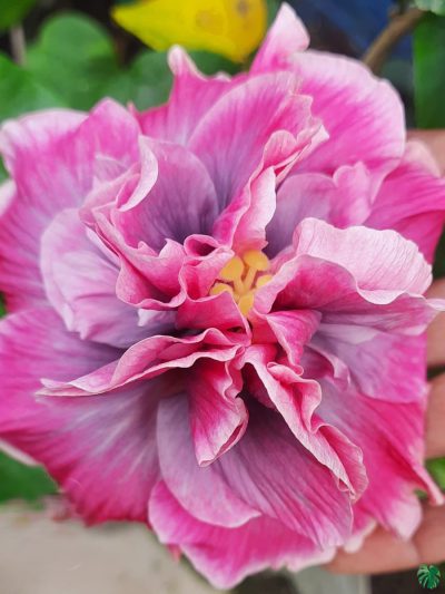 Pink-Peony-Hibiscus-PFHR7-3x4-Product-Peppyflora-01-a