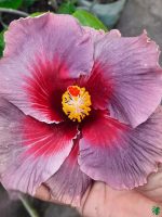 Plum-Starburst-Hibiscus-PFHR17-3x4-Product-Peppyflora-01-a
