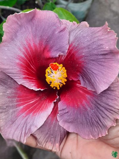 Plum-Starburst-Hibiscus-PFHR17-3x4-Product-Peppyflora-01-a