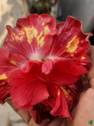 Red-Peony-Hibiscus-PFHR22-3x4-Product-Peppyflora-01-a
