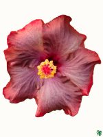 Rosewood-Hibiscus-PFHRB1-3x4-Product-Peppyflora-01-a