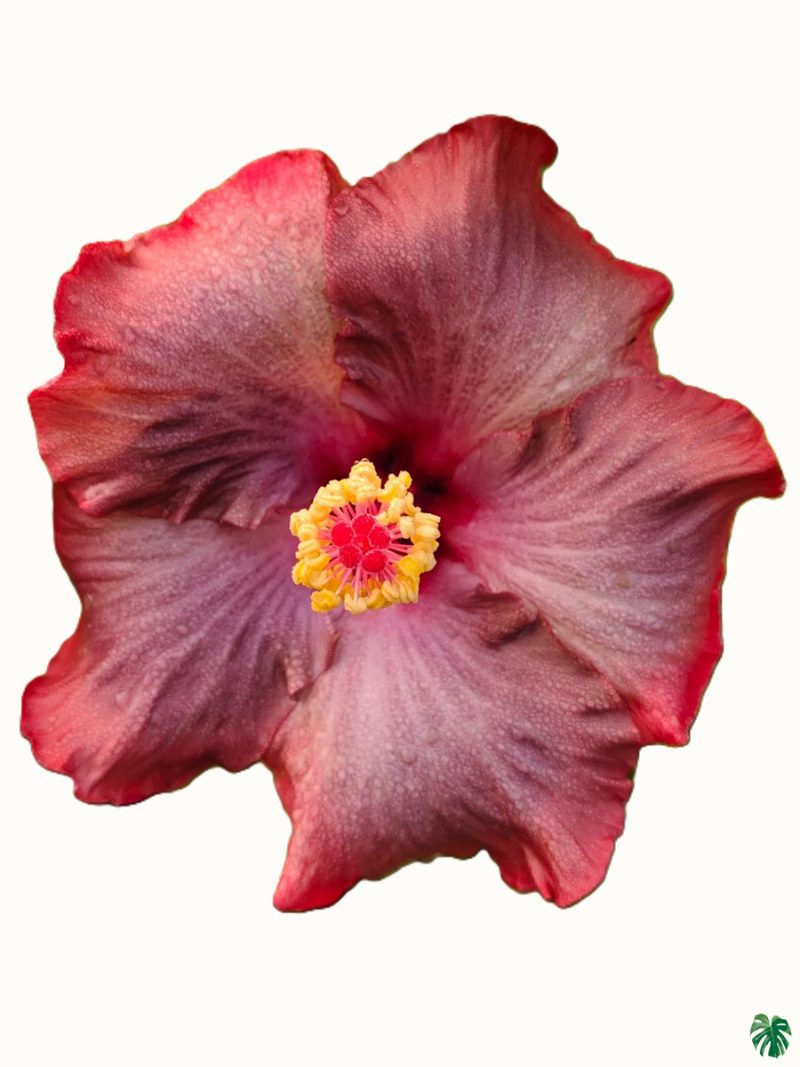 Rosewood-Hibiscus-PFHRB1-3x4-Product-Peppyflora-01-a Rosewood-Hibiscus-PFHRB1-3x4-Product-Peppyflora-01-a