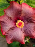 Rosewood-Hibiscus-PFHRB1-3x4-Product-Peppyflora-01-b