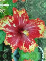 Ruby-Confetti-Hibiscus-PFHR19-3x4-Product-Peppyflora-01-a