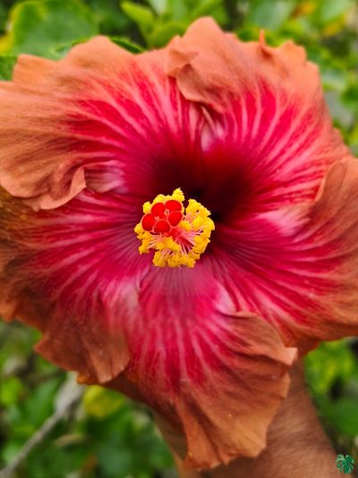 Rust-Rose-Hibiscus-PFHR16-3x4-Product-Peppyflora-01-a