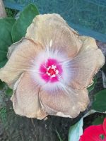 Sandstone-Starburst-Hibiscus-PFHA8-3x4-Product-Peppyflora-01-a