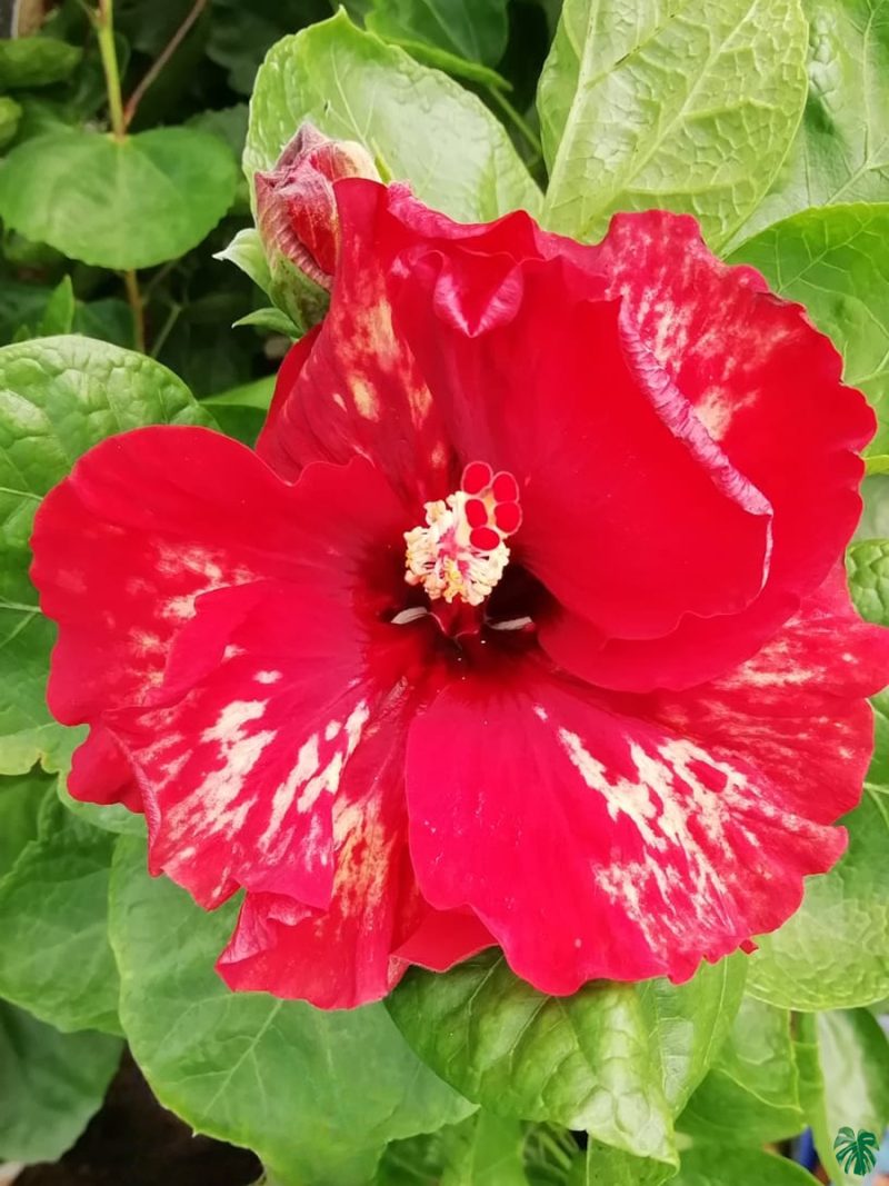 Scarlet-Frost-Hibiscus-PFHA1-3x4-Product-Peppyflora-01-a Scarlet-Frost-Hibiscus-PFHA1-3x4-Product-Peppyflora-01-a