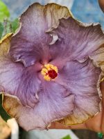 Slate-Lavender-Hibiscus-PFHR43-3x4-Product-Peppyflora-01-a
