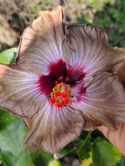 Smoky-Mauve-Hibiscus-PFHR5-3x4-Product-Peppyflora-01-a