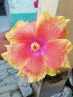 Sunrise-Blaze-ibiscus-PFHA4-3x4-Product-Peppyflora-01-a