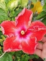 Sunset-Ruffle-Hibiscus-PFHA7-3x4-Product-Peppyflora-01-a
