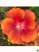 Tangerine-Magenta-Hibiscus-PFHRB5-3x4-Product-Peppyflora-01-a