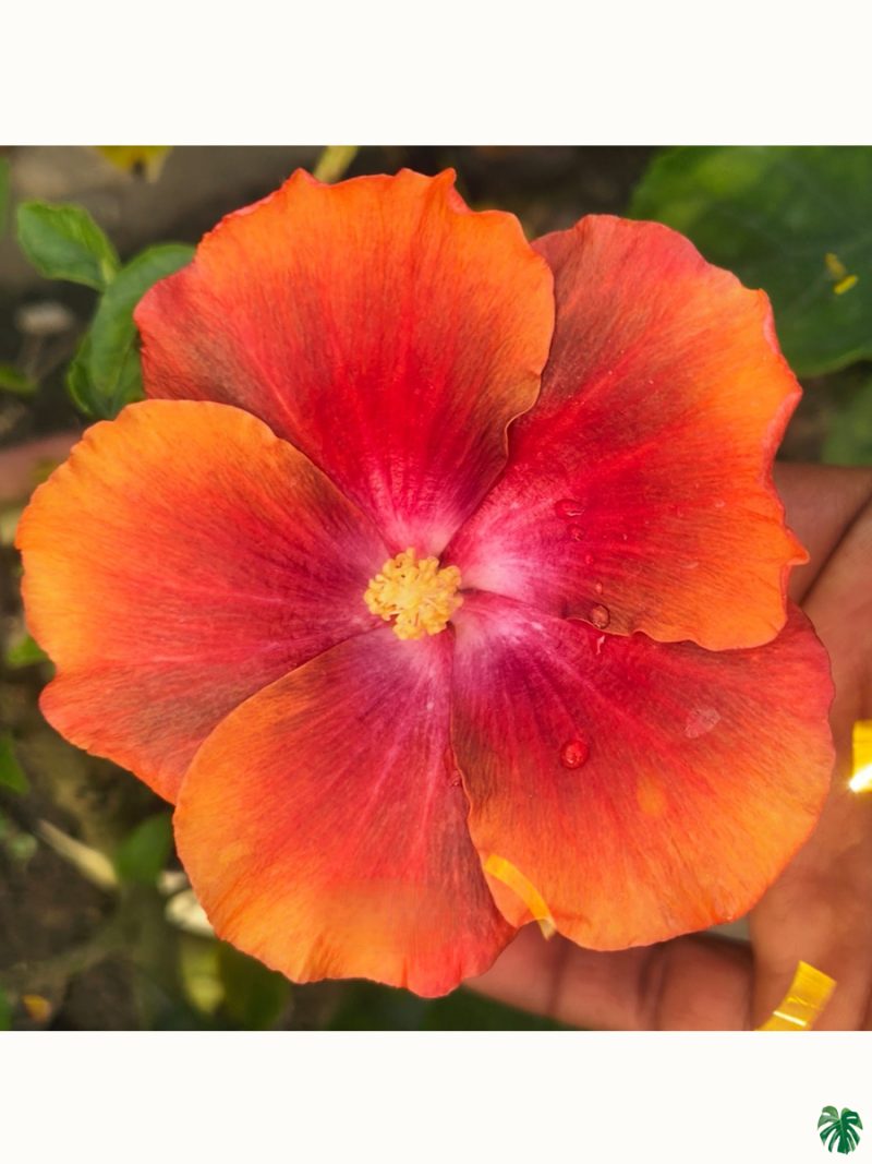 Tangerine-Magenta-Hibiscus-PFHRB5-3x4-Product-Peppyflora-01-a Tangerine-Magenta-Hibiscus-PFHRB5-3x4-Product-Peppyflora-01-a