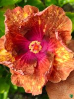 Terracotta-Fuchsia-Hibiscus-PFHR4-3x4-Product-Peppyflora-01-a