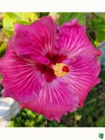 Vivid-Magenta-Hibiscus-PFHR40-3x4-Product-Peppyflora-01-a